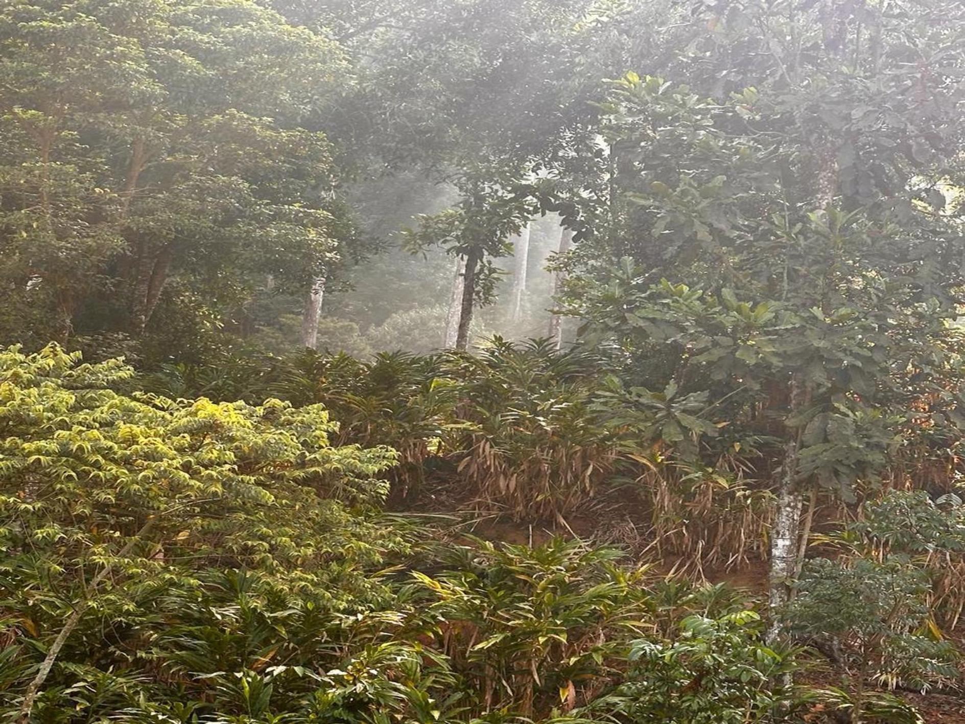 Falling Waters มุนนาร์ ภายนอก รูปภาพ